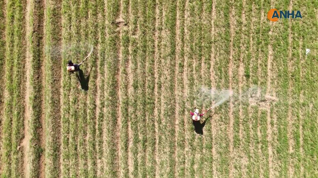 المزارعون يرشون المبيدات والأسمدة وتوقعات بموسم وفير 