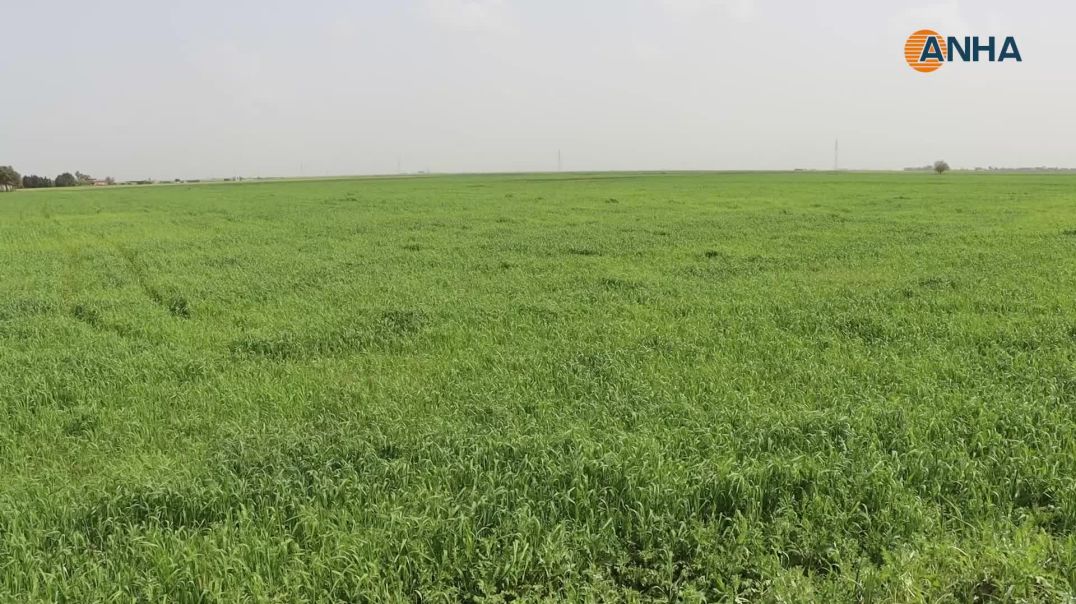 ⁣أمطار غزيرة تبشّر بموسم واعد وآفات تهدّد مرحلة التسنبل