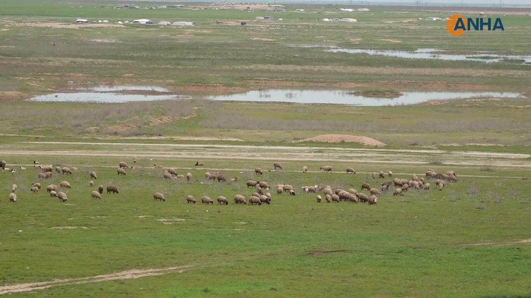 مشاهد ريفية من الحسكة