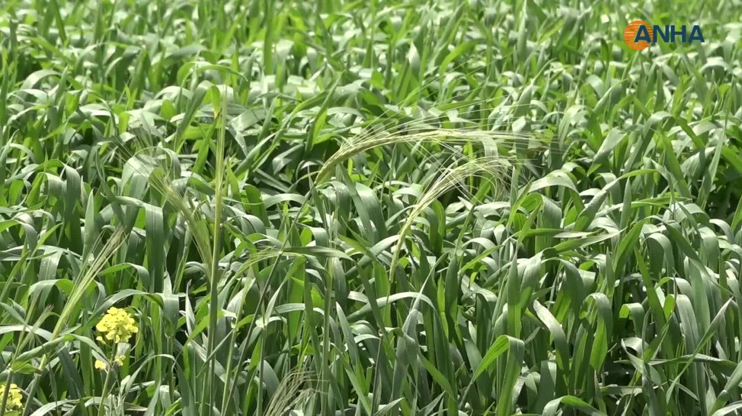 موسم زراعي متقلب في الدرباسية.. أمطار وفيرة تعزز النمو وتفاقم مخاطر الآفات