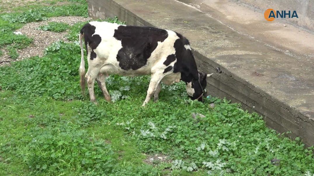 من تقاليد الجدات إلى مؤونة الشتاء.. الجبن والسيرك واللورك