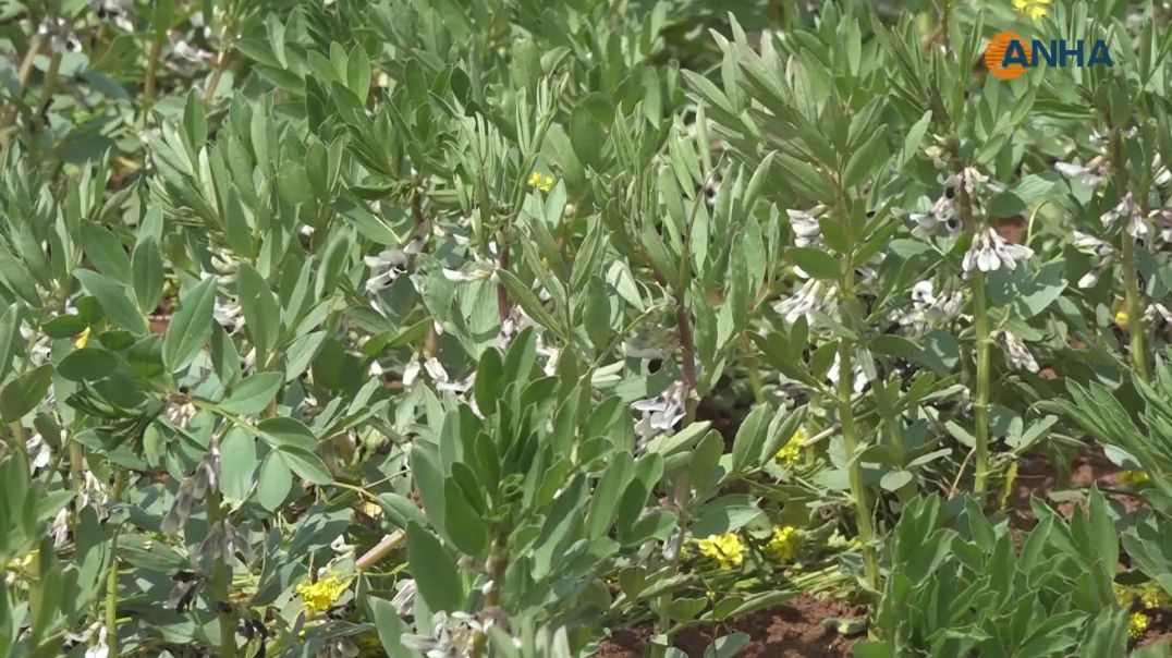 Li Kobanê cureyên berhemên çandiniyê zêde bûne