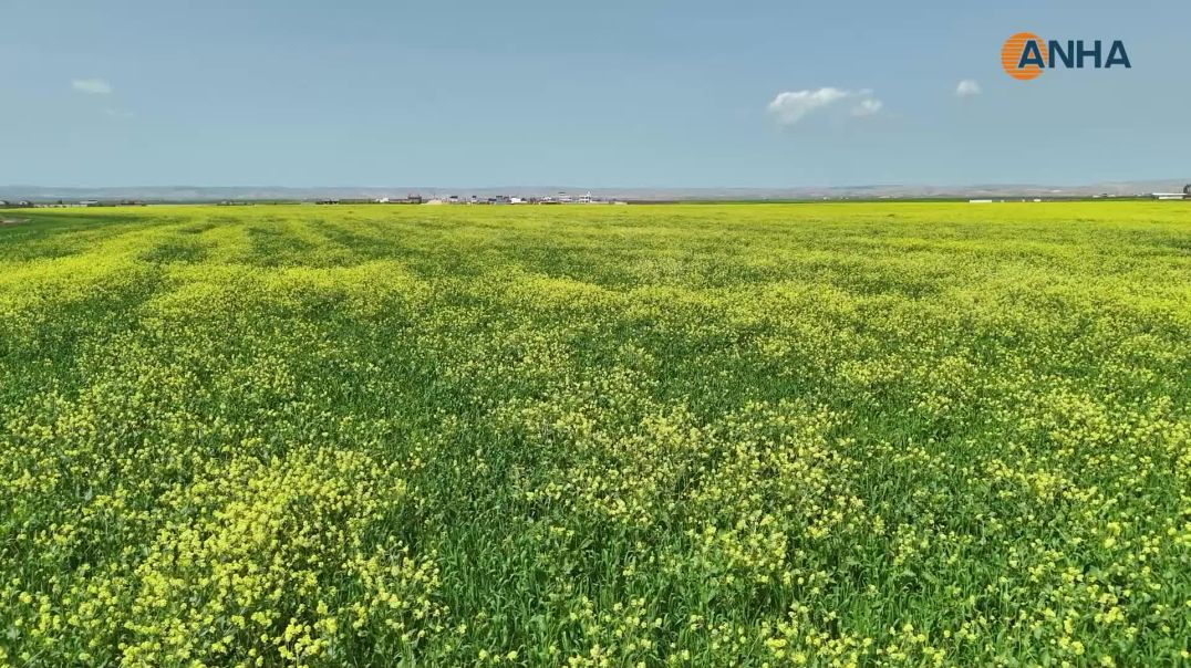 ربيع قامشلو.. لوحة طبيعية تنبض بالحياة بعد أمطار الخير