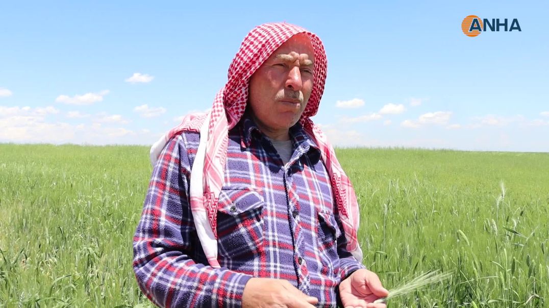 ⁣الفلاحون يرفضون تسعيرة القمح: لا تغطي التكاليف وتهدد الموسم الزراعي