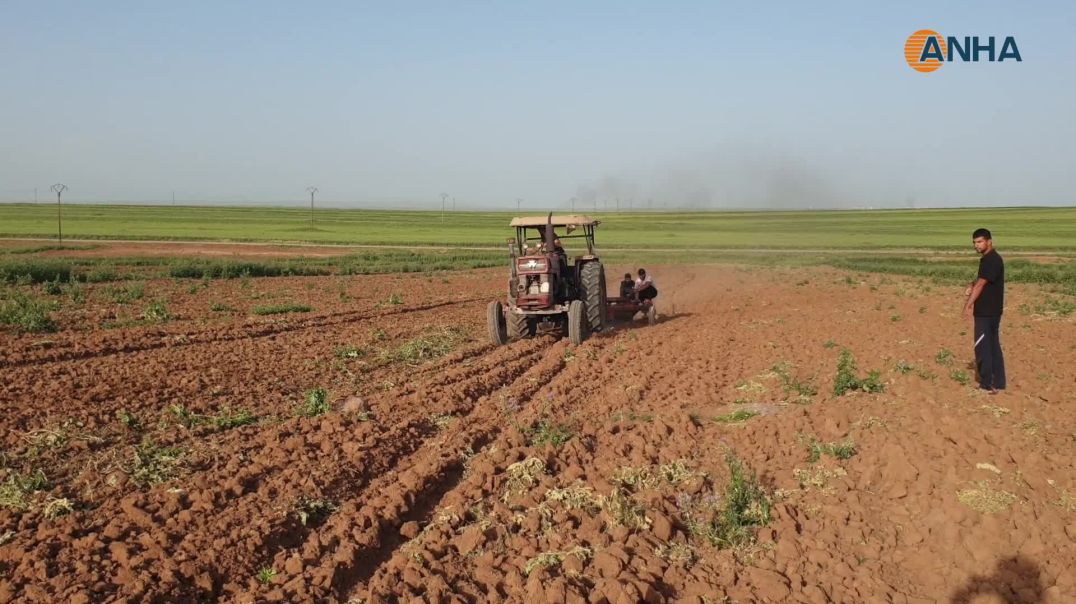 بعد سنوات الجفاف عودة زراعة البطيخ البعلي إلى منطقة آليان
