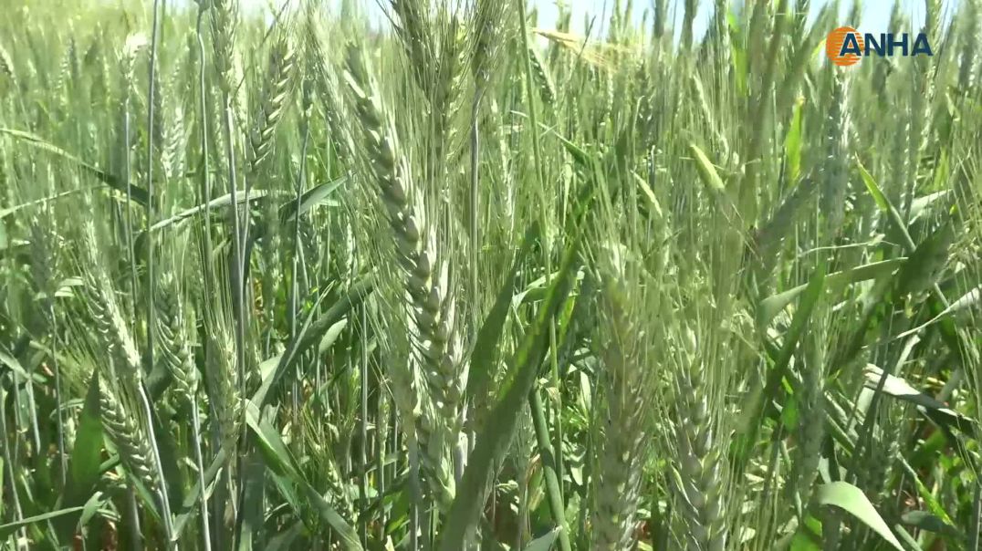 مزارعون: تسعيرة القمح المحددة من الحكومة المؤقتة مجحفة وتهدد استمرار الزراعة