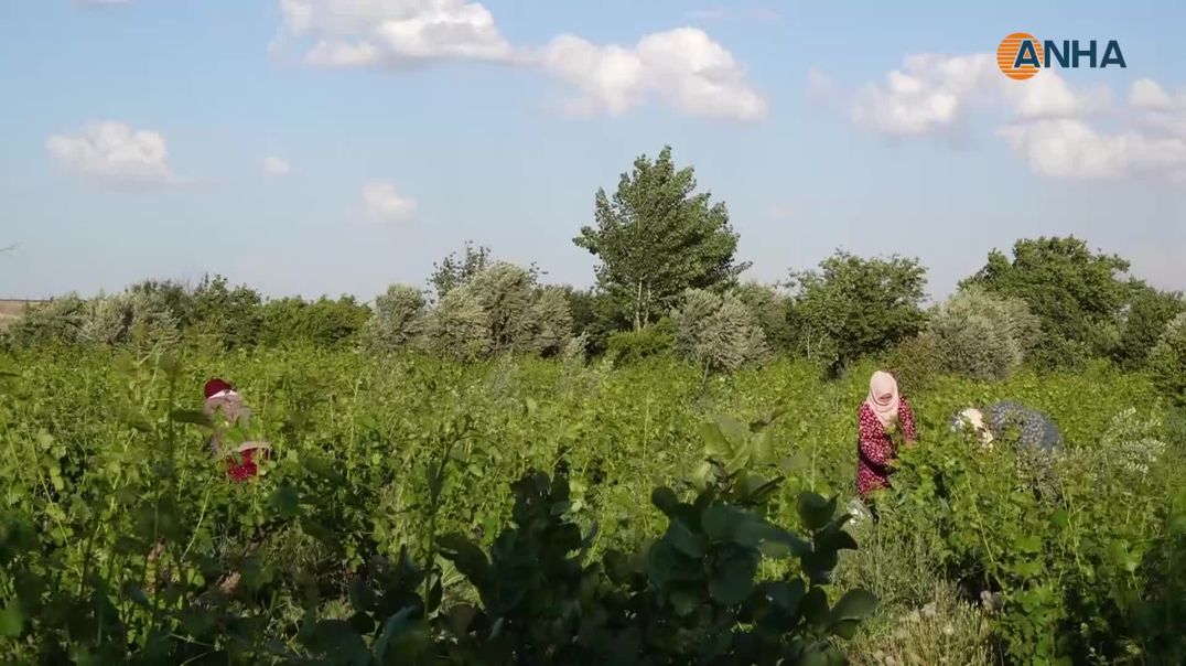 وفرة الأمطار تنعش موسم ورق العنب في بساتين الخابور