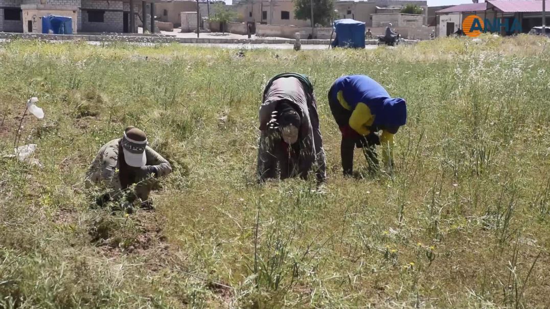 ⁣تضرر محصول الكمون في تل تمر نتيجة الأمطار