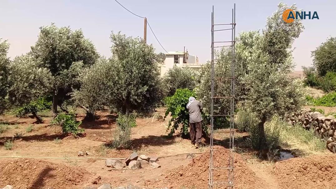 إرشادات للمزارعين لحماية مزروعاتهم من حرارة الصيف