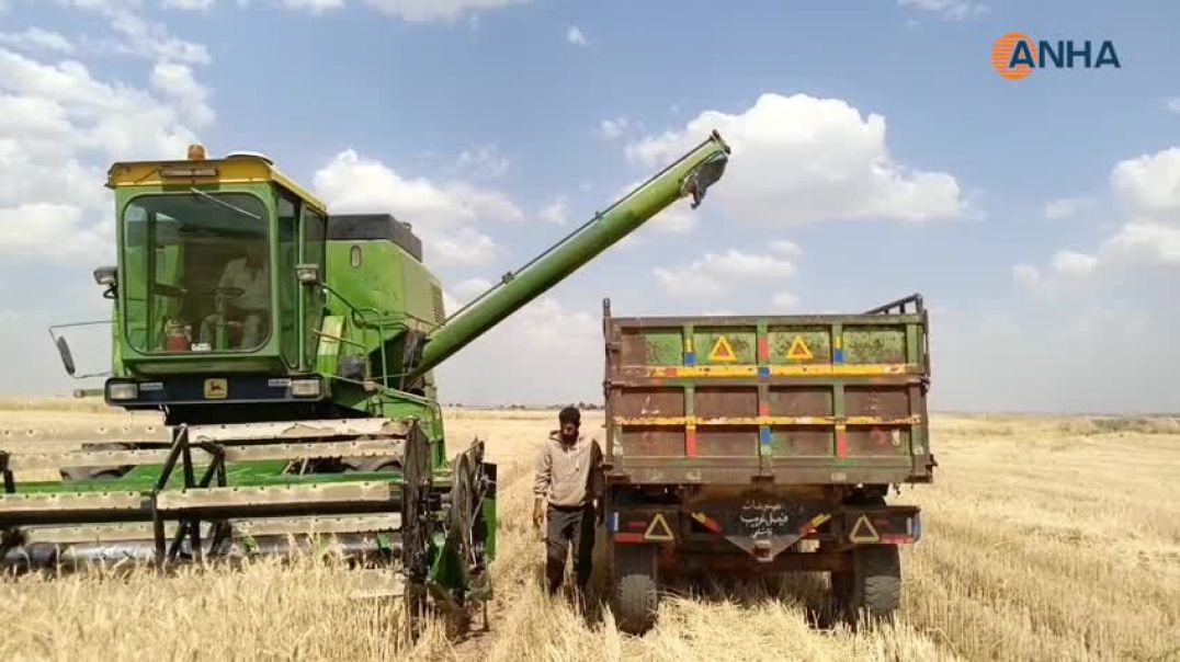 بدء حصاد القمح في منطقة آليان بريف جل آغا