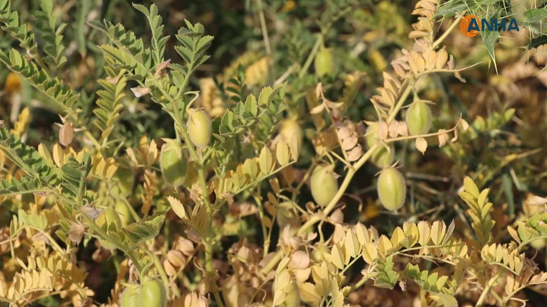 مزارعو روج آفا يترقبون حصاد الحمّص وسط توقعات بإنتاج وفير