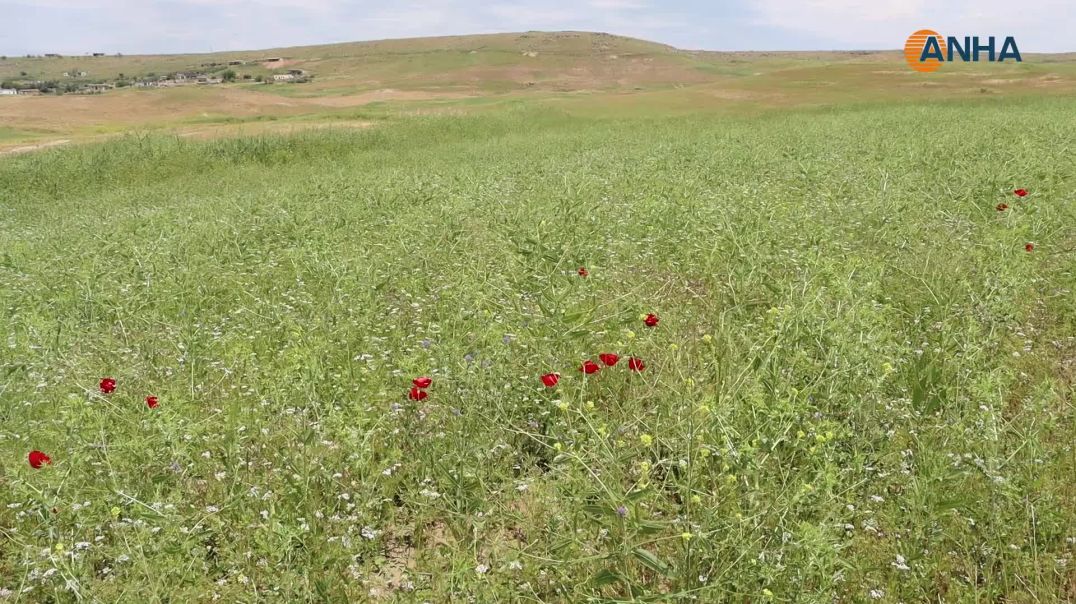 ⁣موسم مبشر للكزبرة وسط مخاوف من تراجع الإنتاج