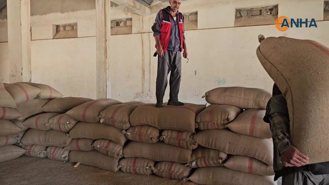 إعادة فتح مركز حبوب الدرباسية بعد 7 أعوام واستلام 500 طن من القمح
