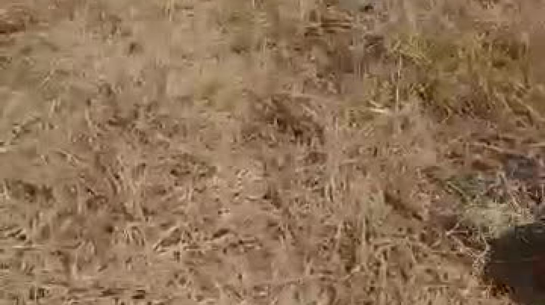 إخماد حريق في تل مساس جنوب تل تمر وتضرر محصول زراعي وحصادة