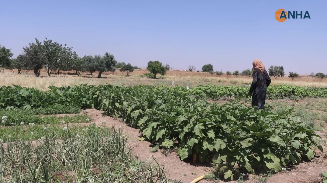 ⁣بساتين منزلية تسهم في تحقيق الاكتفاء اليومي ومونة الشتاء