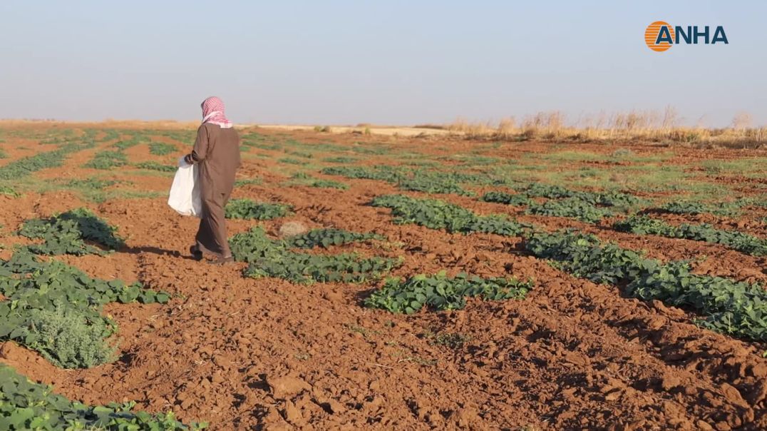 بعد سنوات من الجفاف أهالي آليان يبدؤون بجني محاصيل الحقول البعلية
