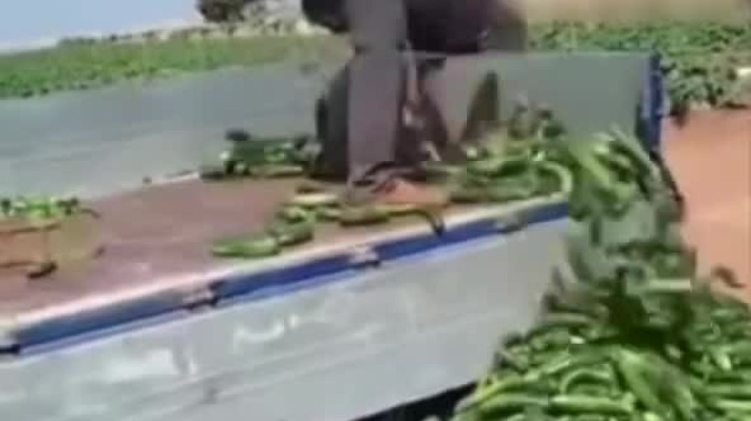مزارعو حماة يتخلصون من محصول الخيار والخسارة تضرب موسماً باهظ التكاليف