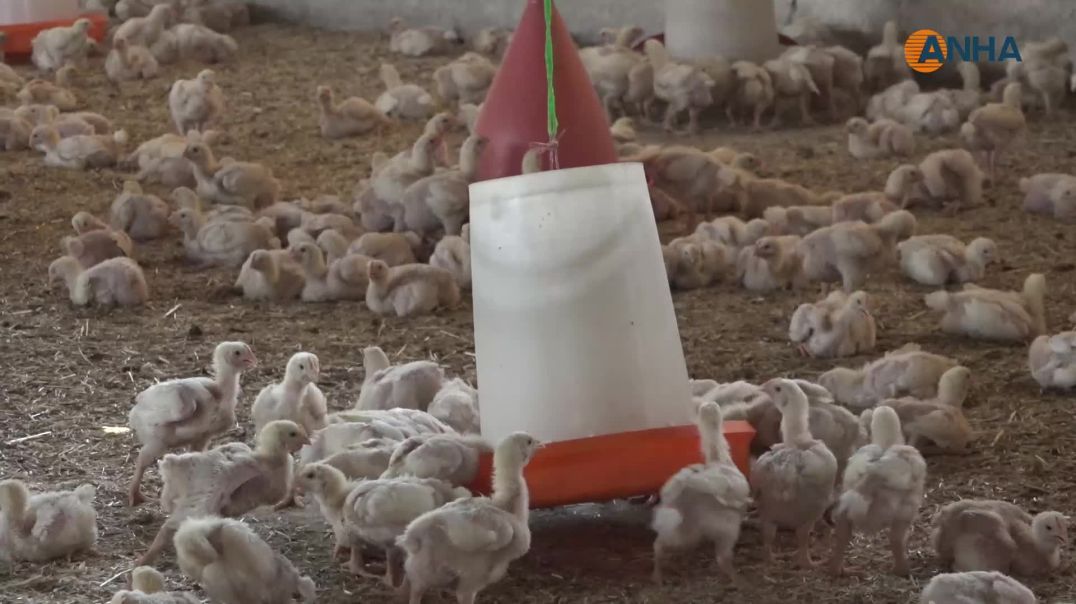 مربو الدواجن يعانون من تراجع الدعم وغياب آلية تنظيم الإنتاج