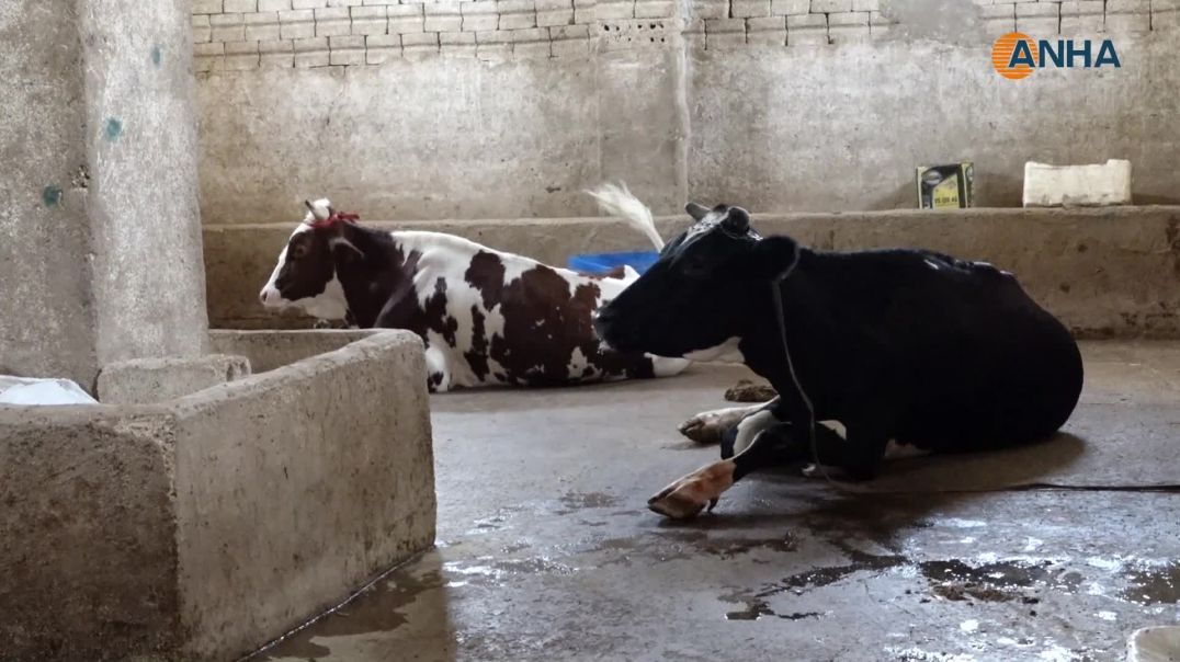 ⁣أمراض موسمية ونقص اللقاحات يهددان الثروة الحيوانية في قامشلو