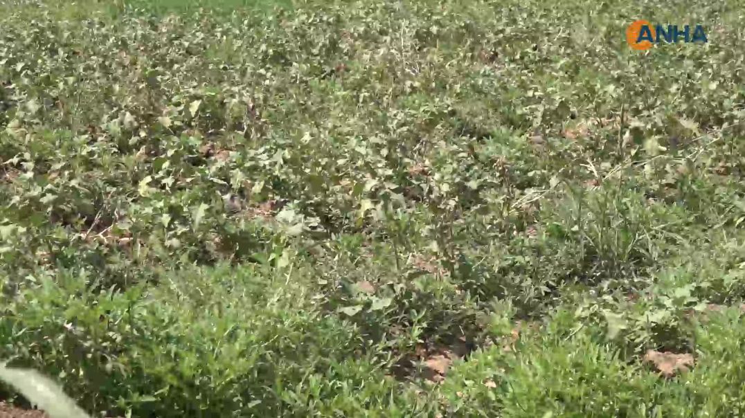 زراعة خضروات المونة تتوسع في الجزيرة وسط مطالب بمزيد من الدعم